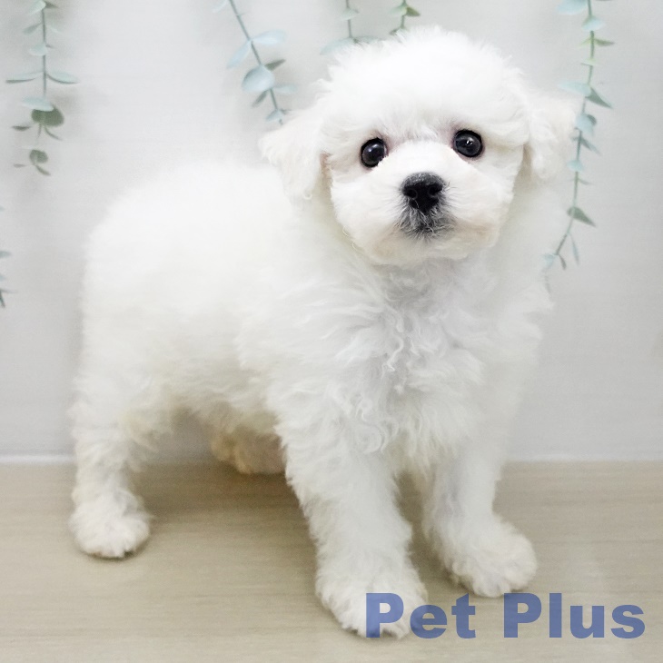 ビション・フリーゼ