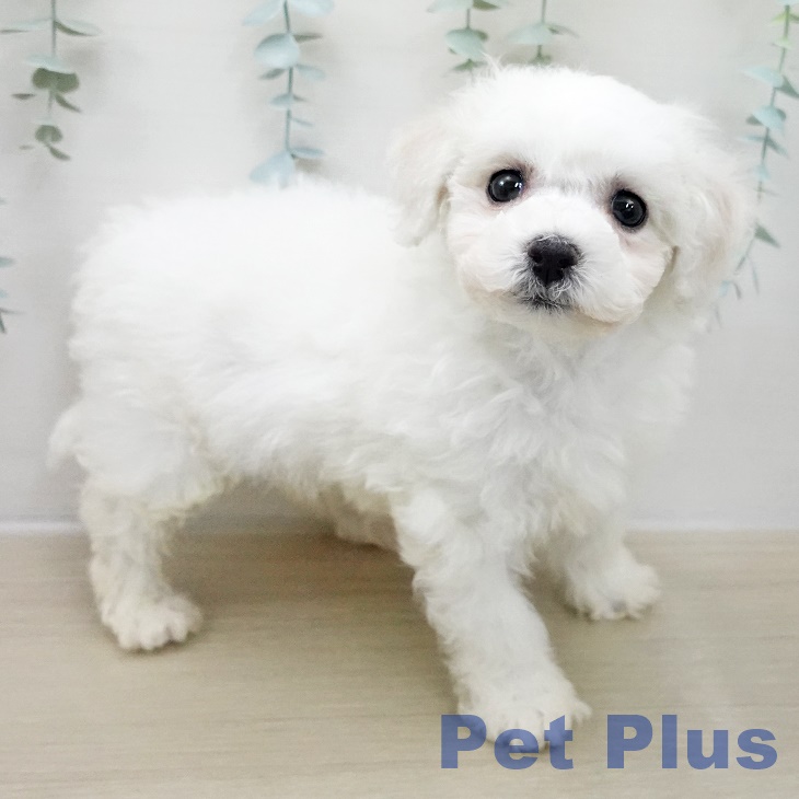 ビション・フリーゼ