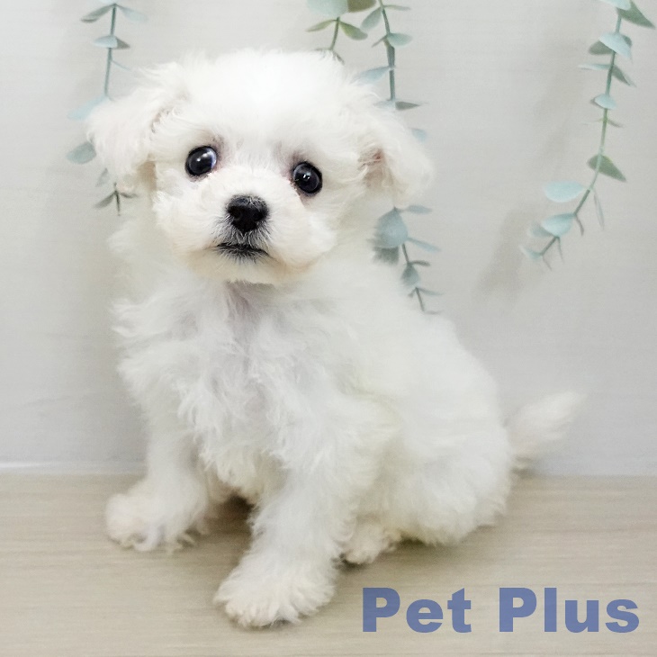 ビション・フリーゼ