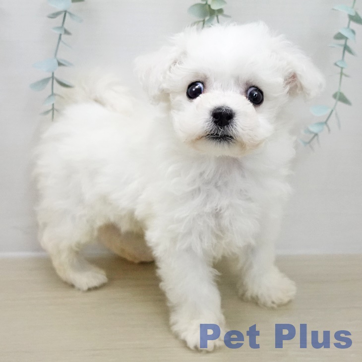 ビション・フリーゼの写真2