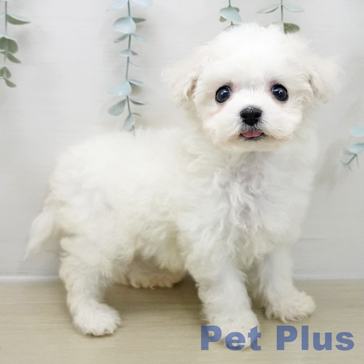 ビション・フリーゼ