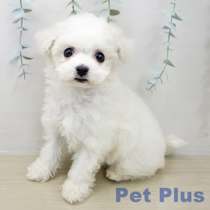 ビション・フリーゼの写真2