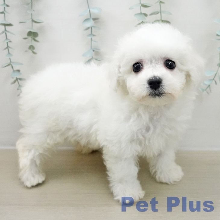 ビション・フリーゼの写真2