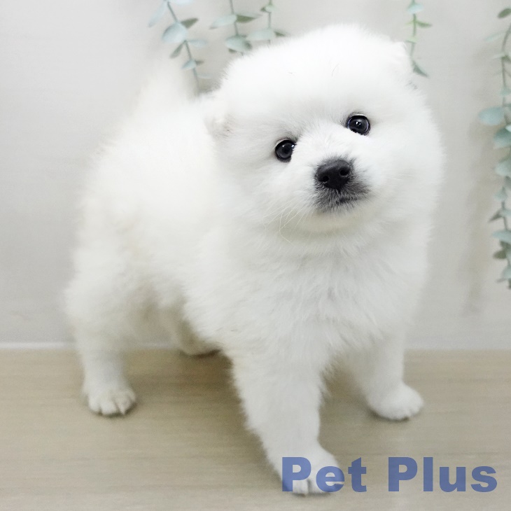 日本スピッツの写真2