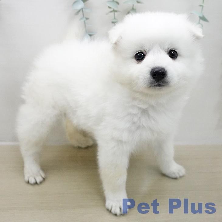 日本スピッツの写真2