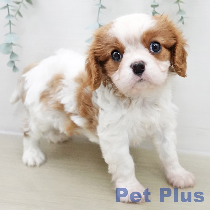 キャバリア・キングチャールズ・スパニエル