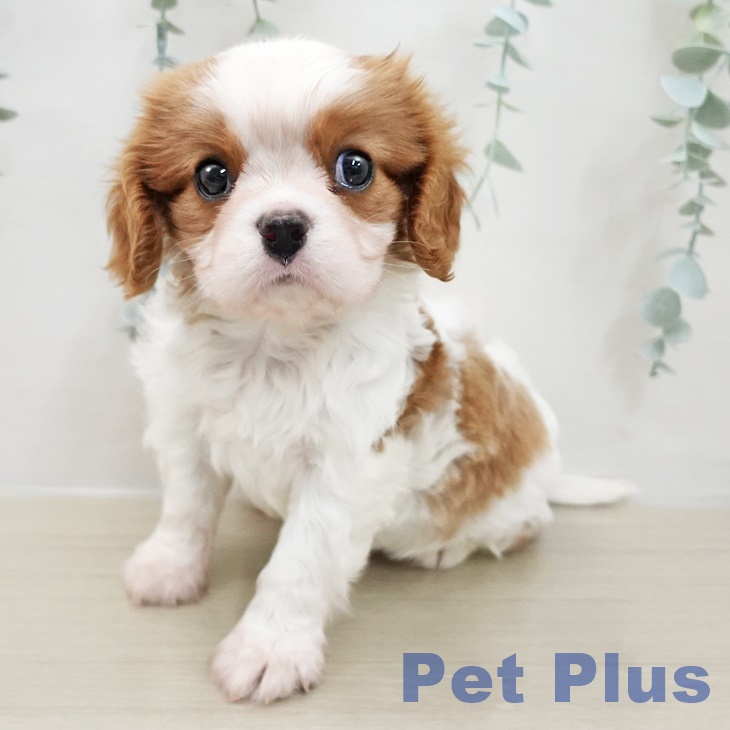 キャバリア・キングチャールズ・スパニエルの写真2
