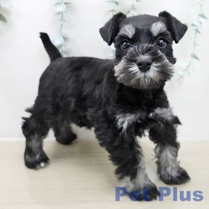 ミニチュア・シュナウザー