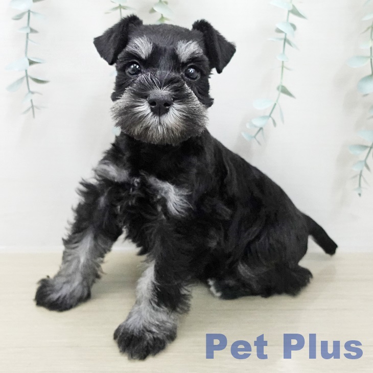 ミニチュア・シュナウザーの写真2