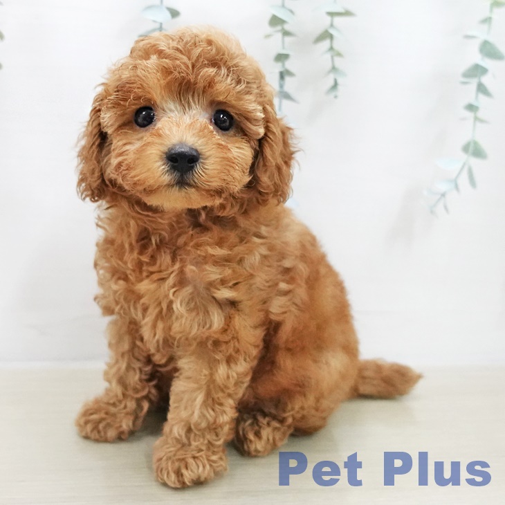 トイ・プードル