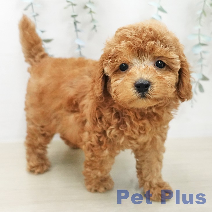 トイ・プードルの写真2