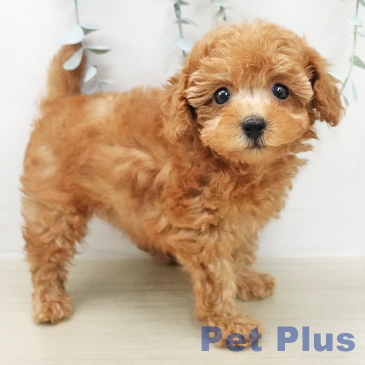 トイ・プードル