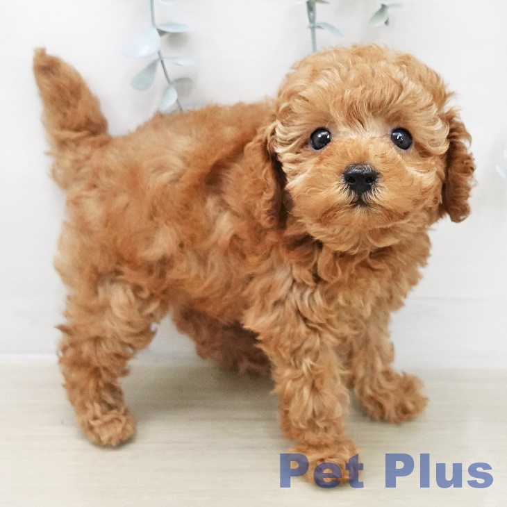 トイ・プードル