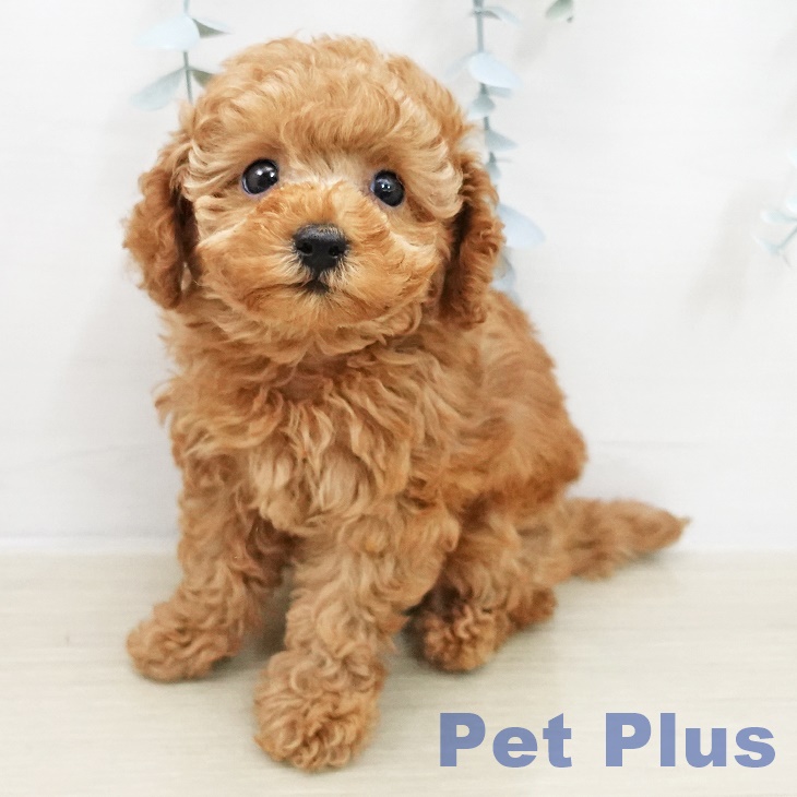 トイ・プードルの写真2