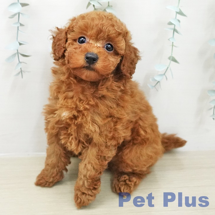 トイ・プードル