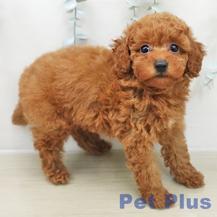 トイ・プードルの写真2