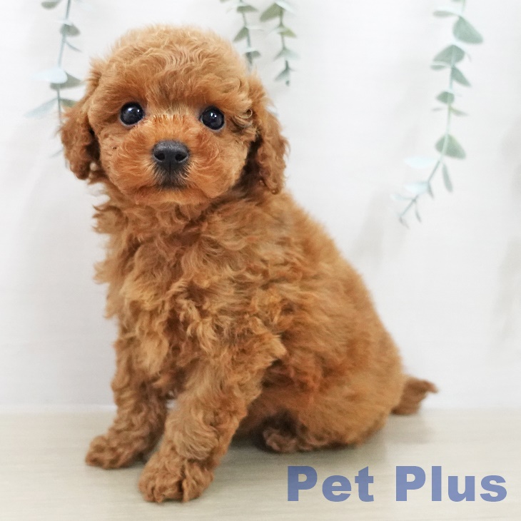 トイ・プードル