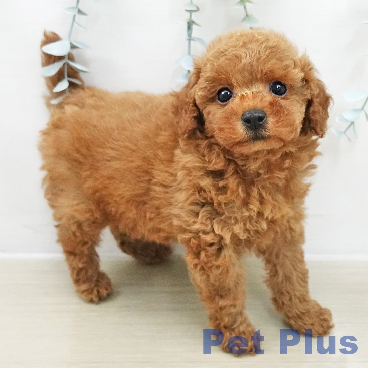 トイ・プードルの写真2