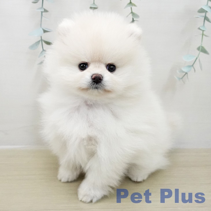 ポメラニアンの写真2