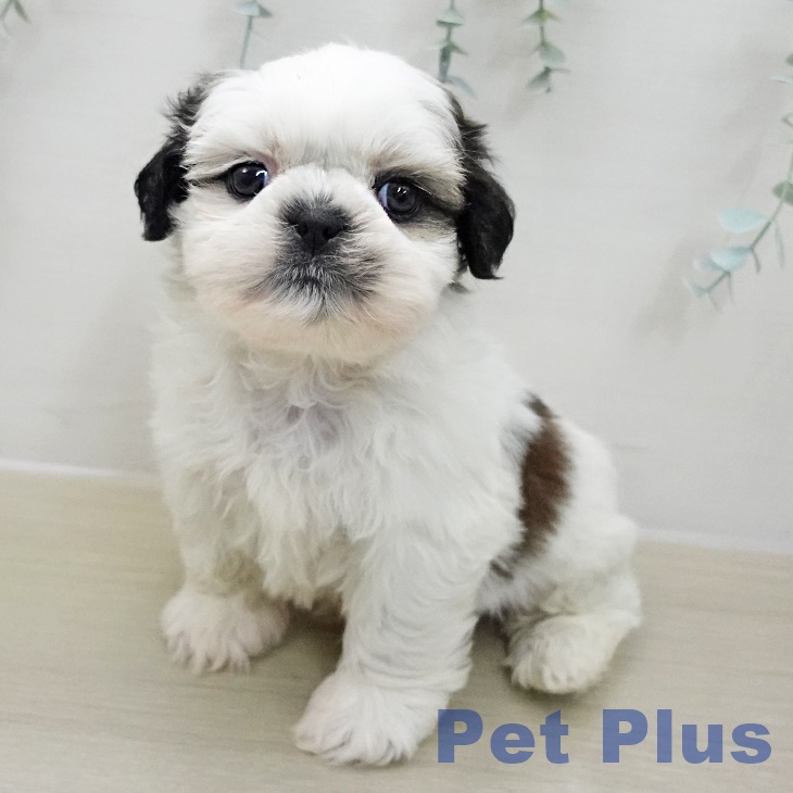 シー・ズーの写真2