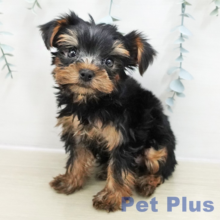 ヨークシャー・テリア