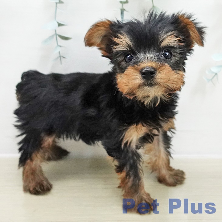 ヨークシャー・テリア