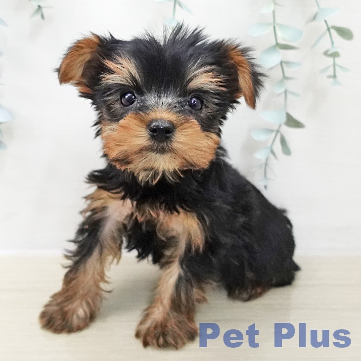 ヨークシャー・テリア