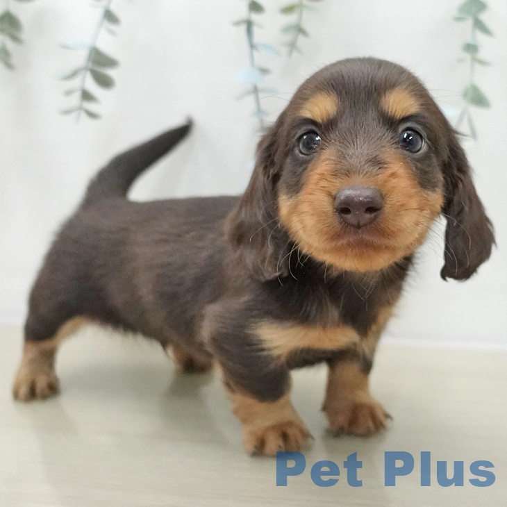 カニーンヘン・ダックスフンド