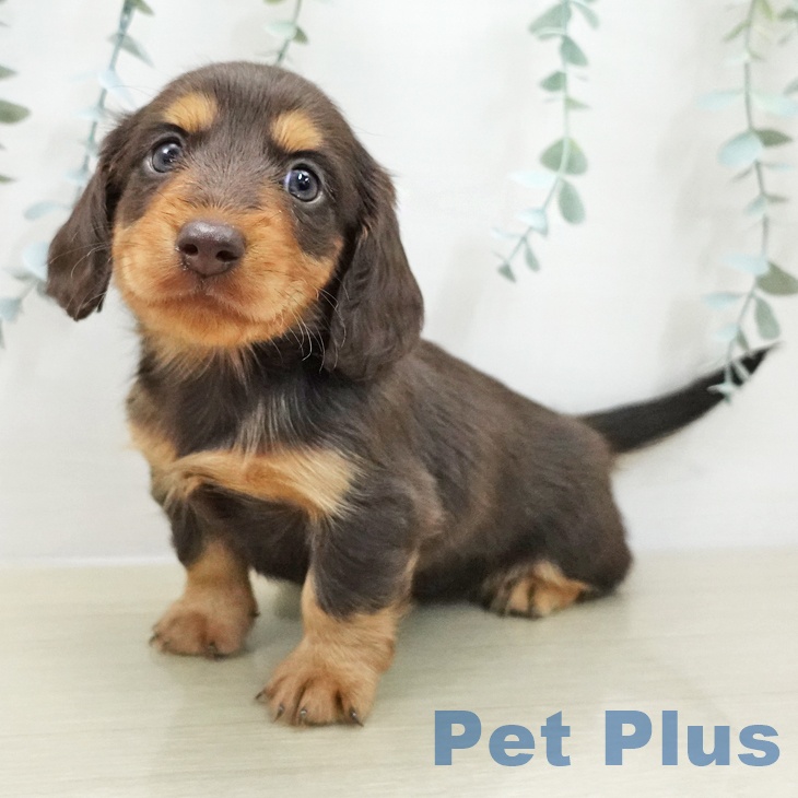 カニーンヘン・ダックスフンドの写真2