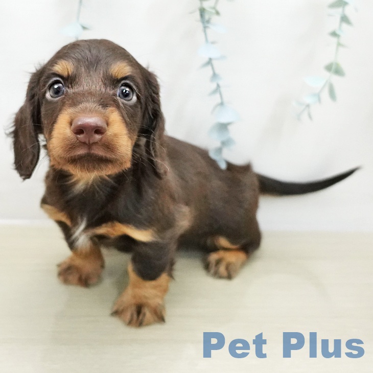 カニーンヘン・ダックスフンド