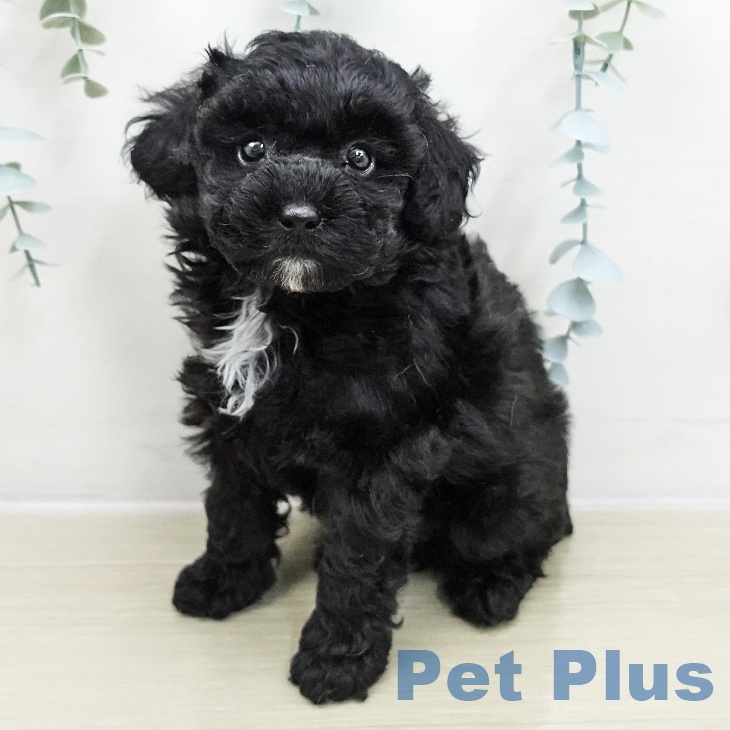 トイ・プードル