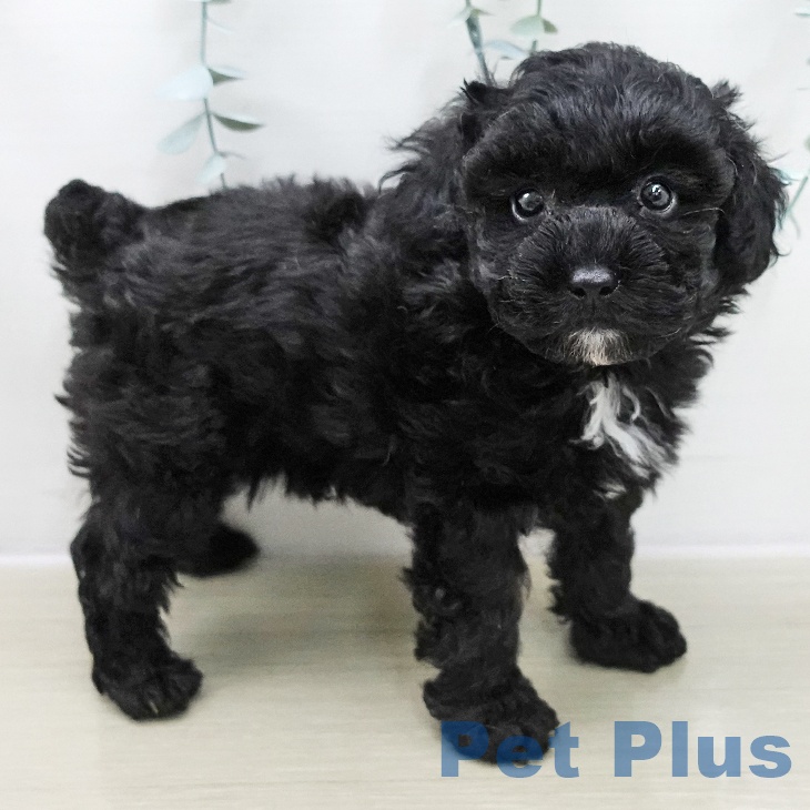 トイ・プードルの写真2