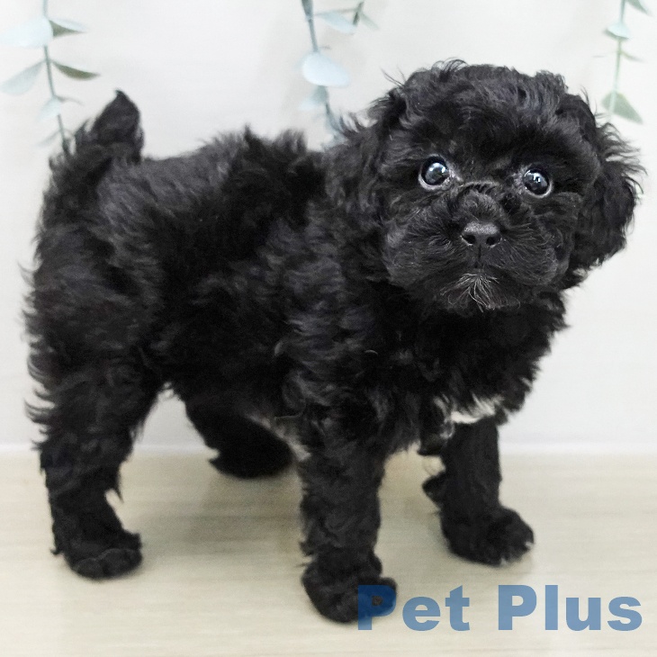 トイ・プードルの写真2