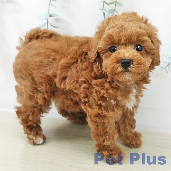 トイ・プードル