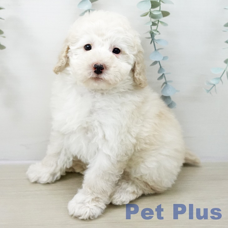 トイ・プードル