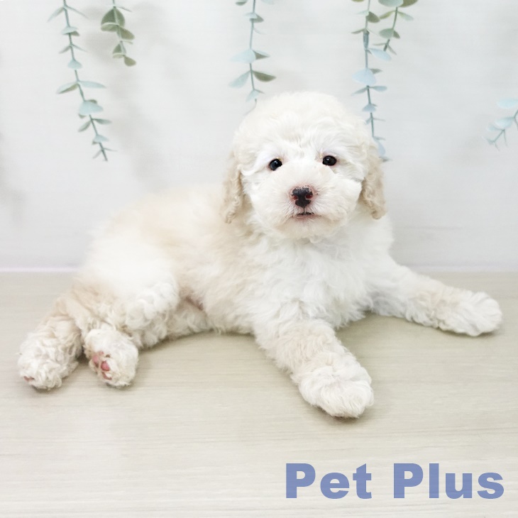 トイ・プードルの写真2