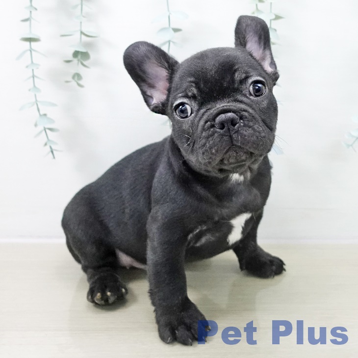 フレンチ・ブルドッグ