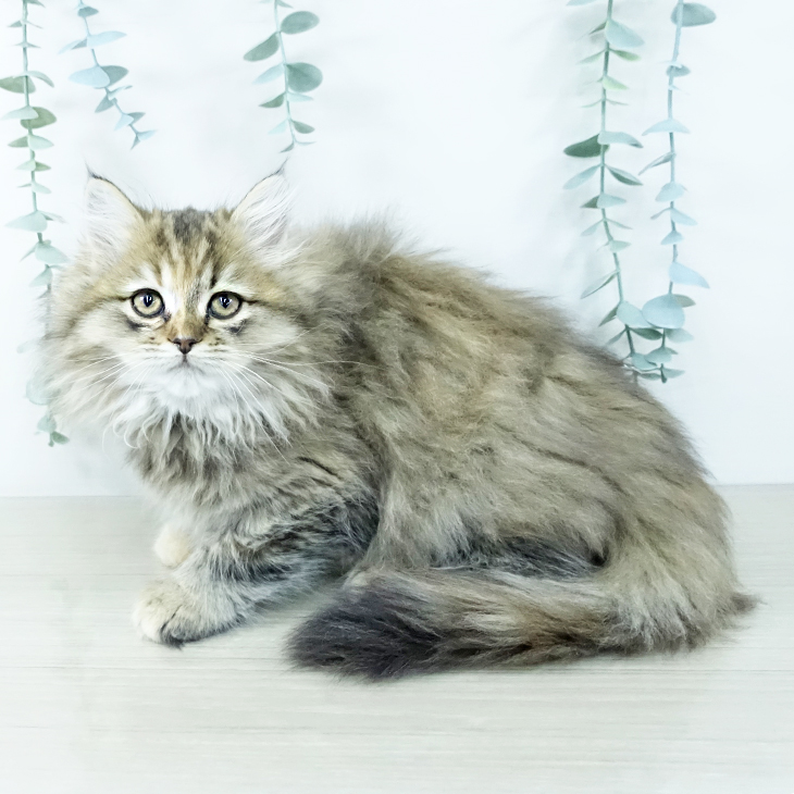 ミヌエットの写真2