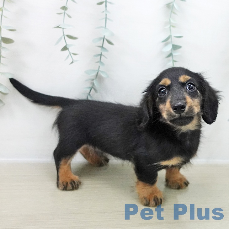 カニーンヘン・ダックスフンド