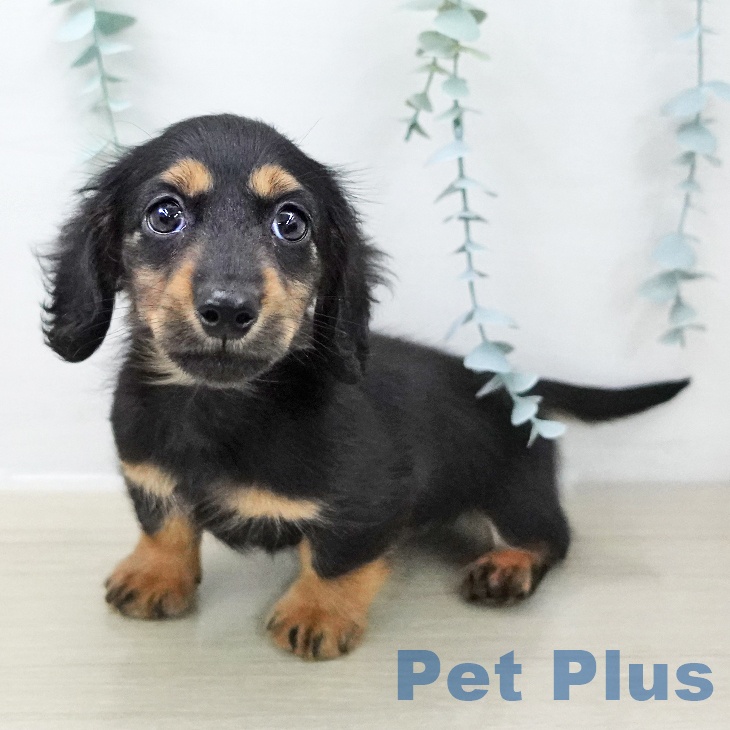 カニーンヘン・ダックスフンドの写真2