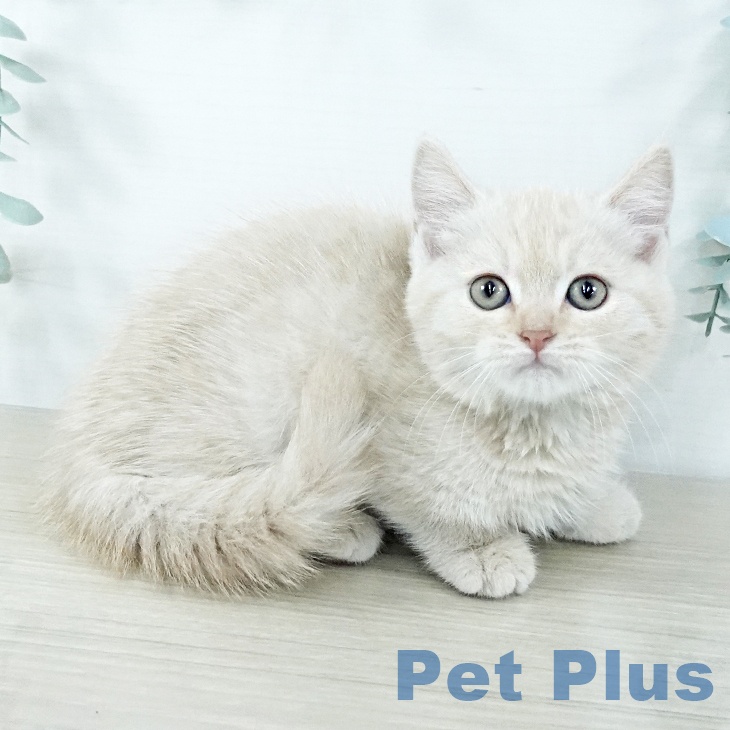 マンチカンの写真2