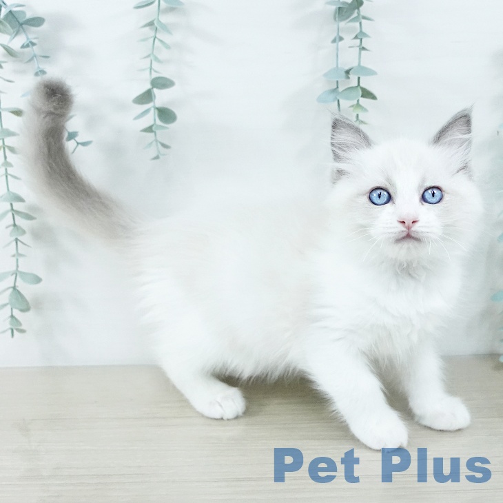 ラグドールの写真2