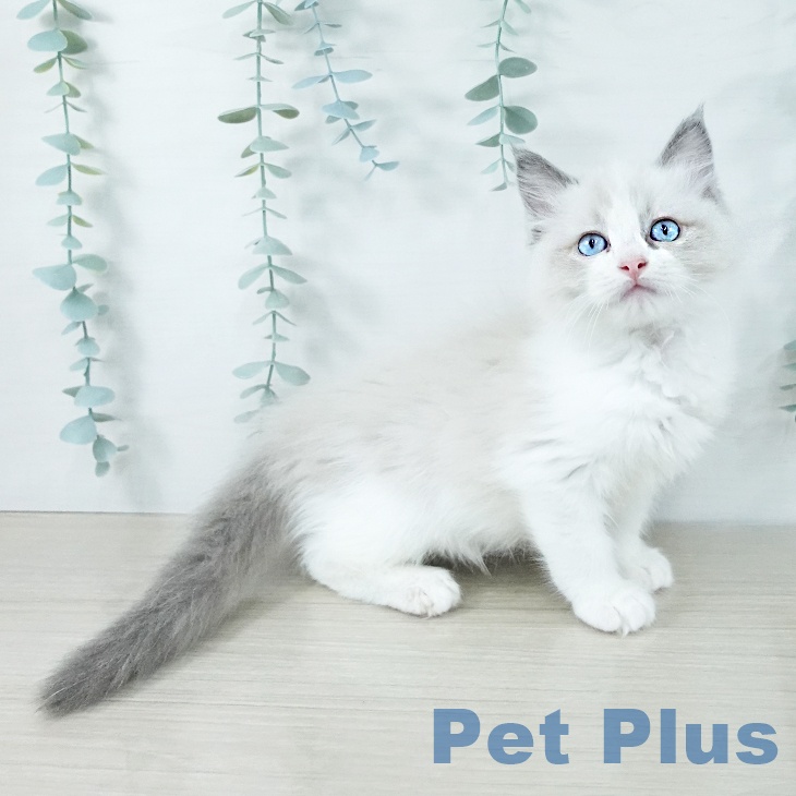 ラグドールの写真2