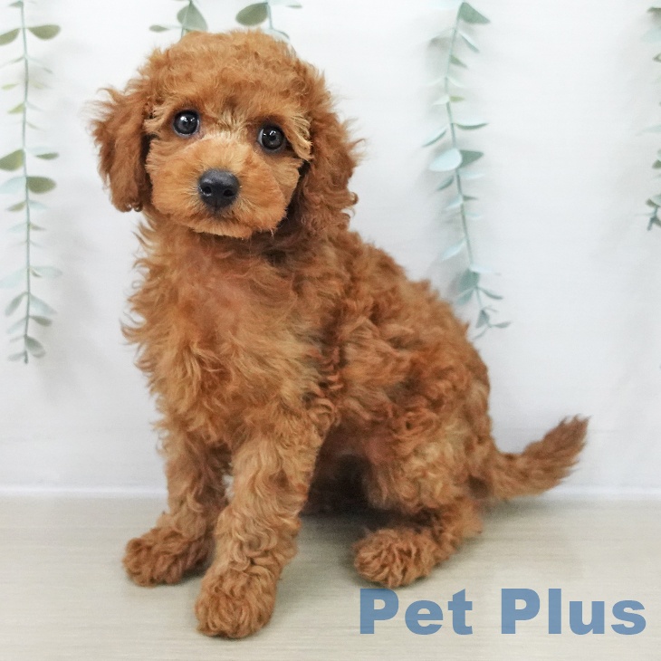 トイ・プードル