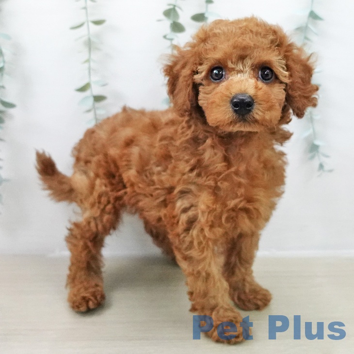 トイ・プードルの写真2