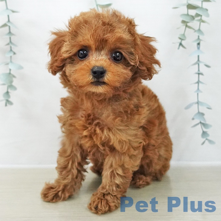 トイ・プードル