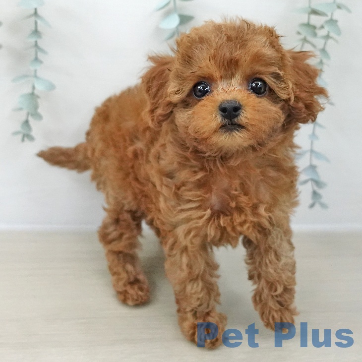 トイ・プードルの写真2