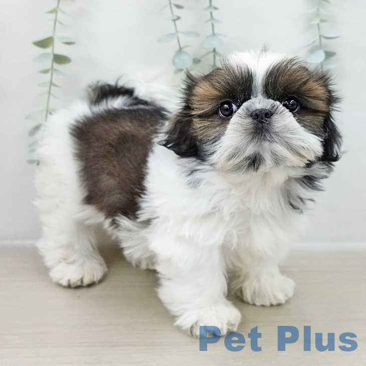 シー・ズーの写真2