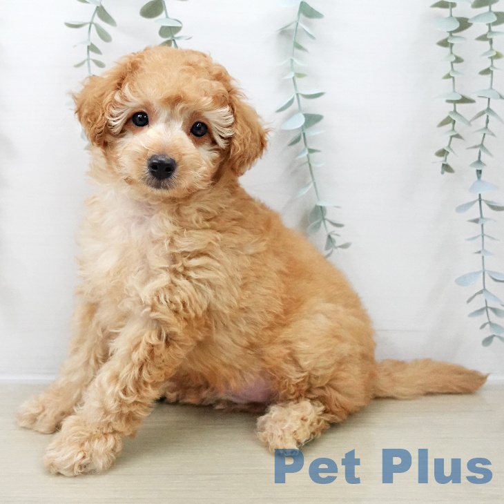 トイ・プードル