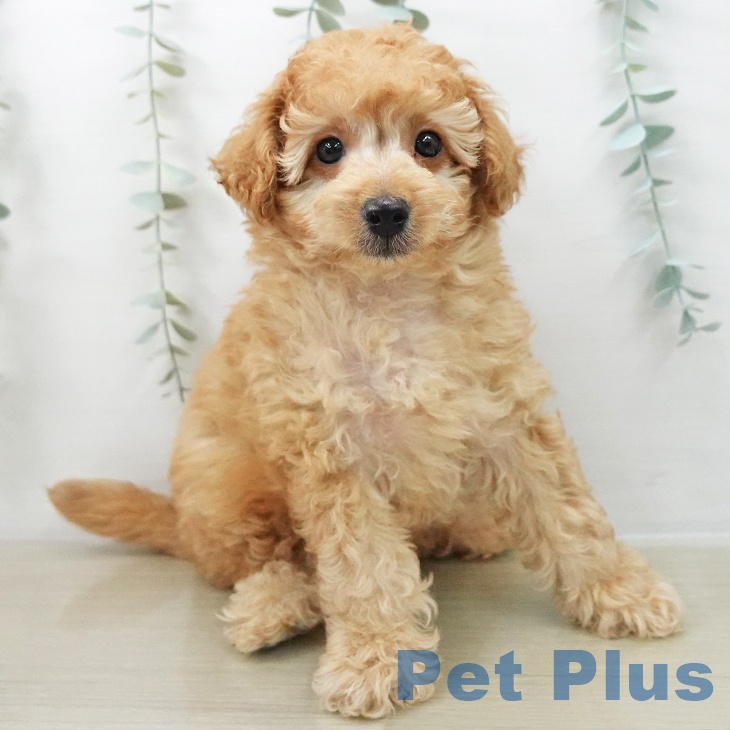 トイ・プードルの写真2